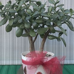 Bonsai Jade Tree!
