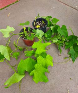 Chayotes plants $10