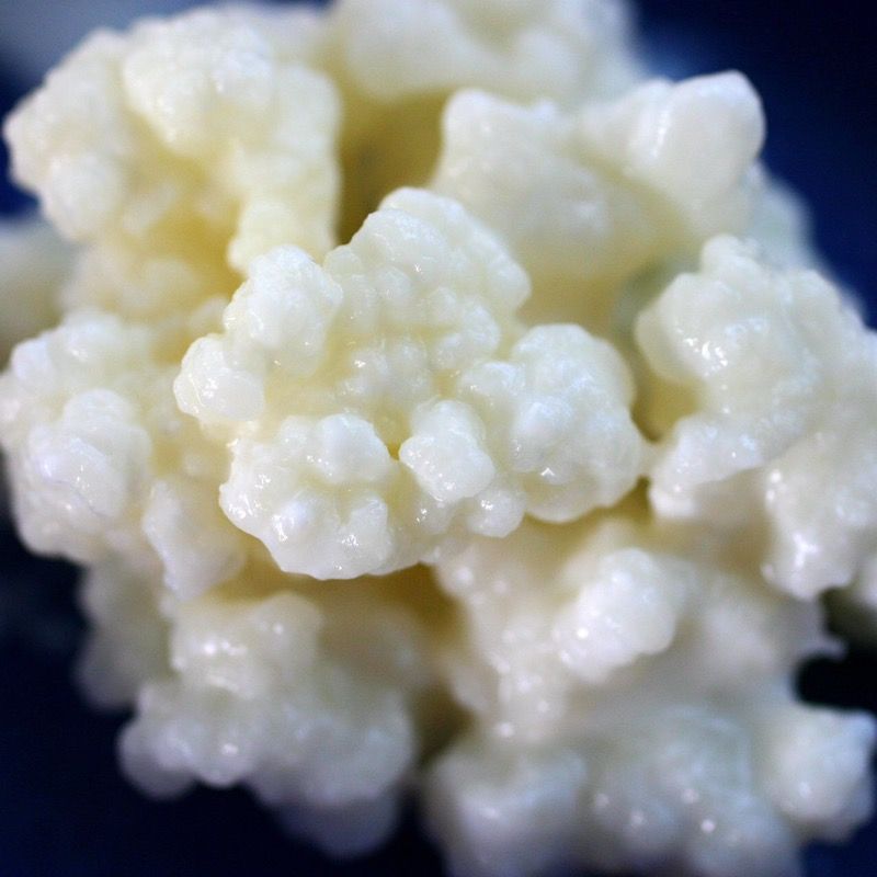 Where to buy kefir grains