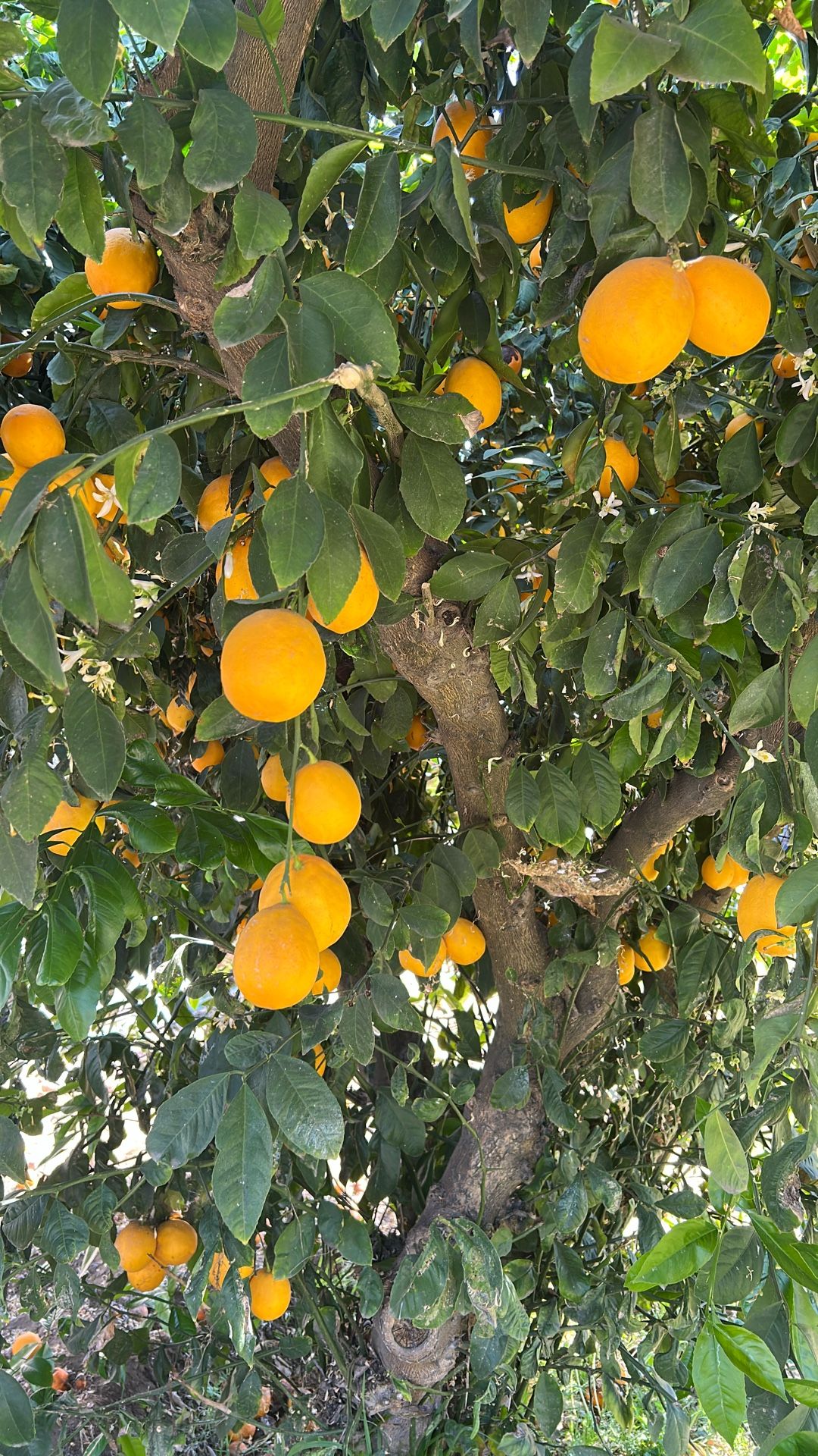 Lemons