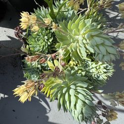 Succulents- Graptopetalum macdougallii