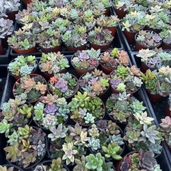 4” Succulent Combos $3 Each 
