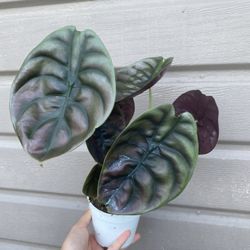 4” Alocasia Cuprea