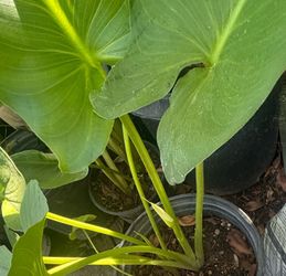 Calla Lily