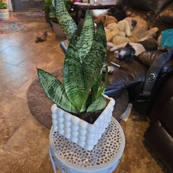 Sansevieria Snake Plants In New 6in Ceramic Pot With Drainage 