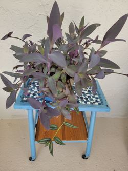 Purple Heart Plant In Pot