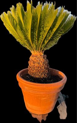 Sago Palm