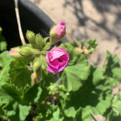 Geranium