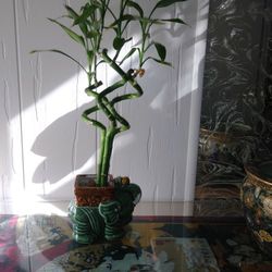 Elephant Plant Holder