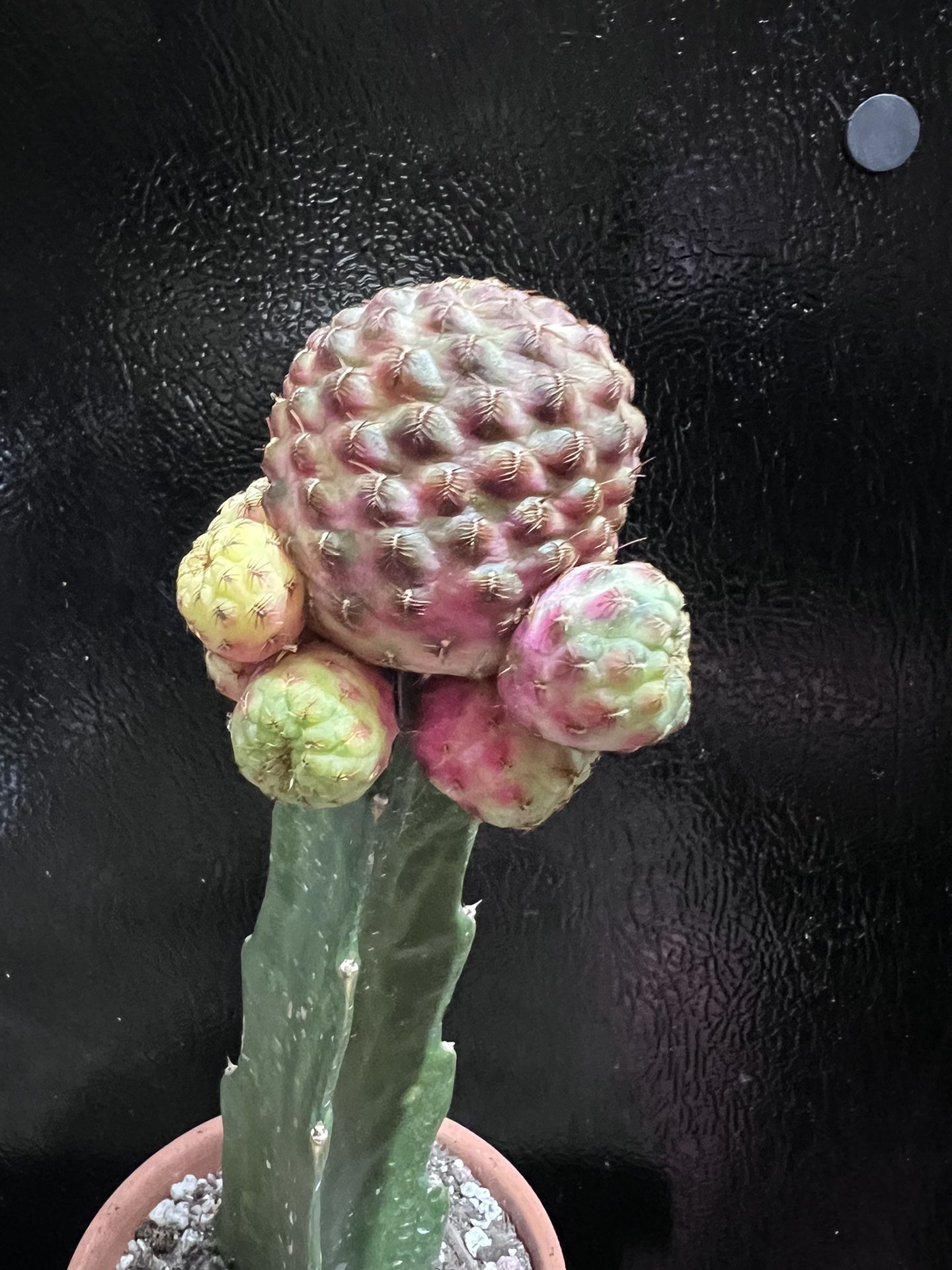 Grafted & Variegated Rebutia rauschii