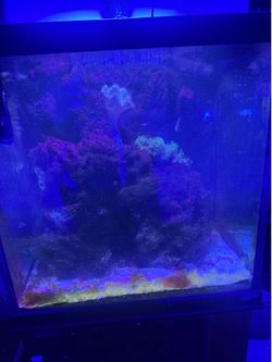 Oceanic aquariums 50 gallon cube saltwater setup