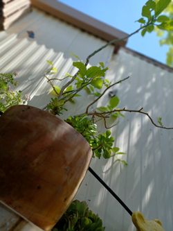 Yellow Angel's Thrumpe  Florinfundia Amarillo On A Clay Pot 