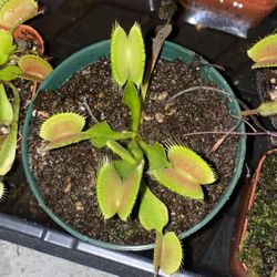 Venus Flytrap