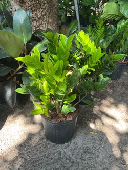 ZZ plants in 3 gls pot. SPECIAL PRICE 🤩