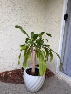 Dracaena Corn Plant / Mass Cane in White Ceramic Planter