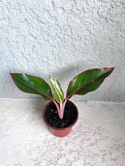 Aglaonema  plant
