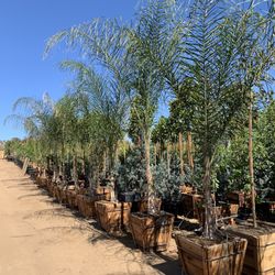 Queen Palm Tree 24”box  $185 each 
