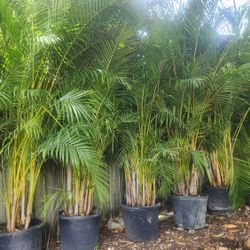 Beautiful Arecas Palms For Inmediate Privacy !!! About 9 Feet Tall!! Fertilized 