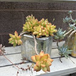 SUCCULENTS