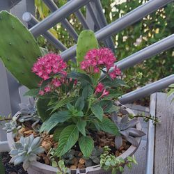Potted Succulents, Cactus, And Flowers