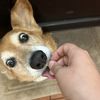 Money Goes To My Dog Vet Bill 