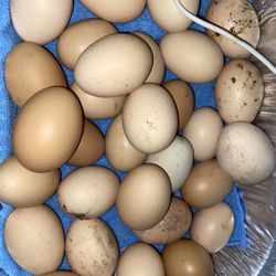 Organic Eggs