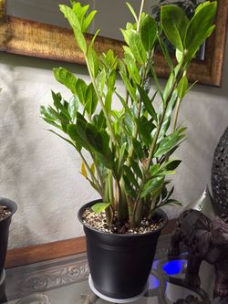 zz plant
