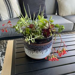 Medium Size ceramic pot with 7 Varieties Of succulents-great Gift!  