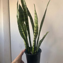 Snake Plant Read Description ⬇️