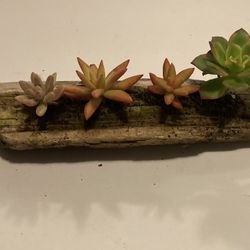 Driftwood Succulent Planter