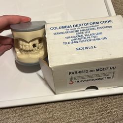 Partial Edentulous Columbia Dentoform 