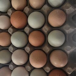 Fresh Fertilized Eggs For Incubation/ Huevo Fertil Para Encubadora 