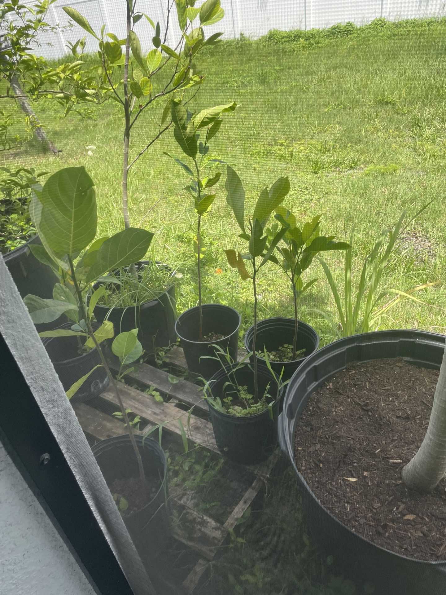 Jackfruit Trees