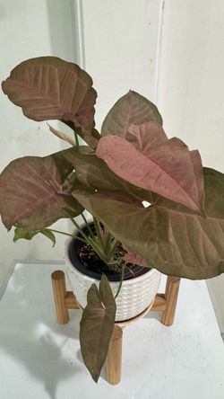 Pink Syngonium