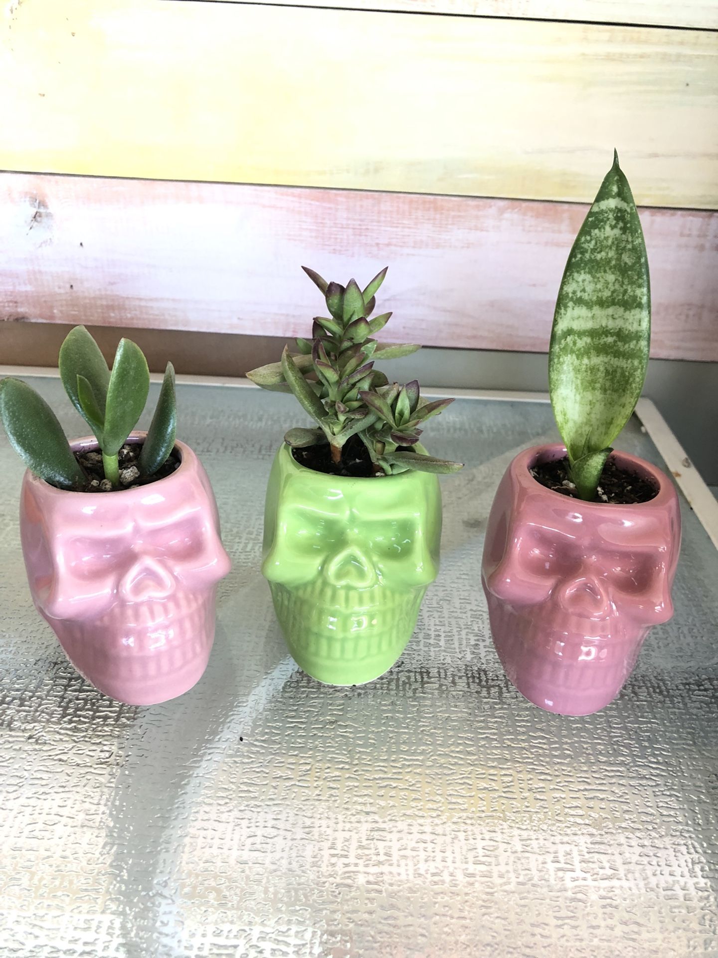 Skull Planter With Succulent 