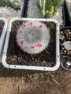 Mammillaria hahniana, the old lady cactus, 🌵 en maceta de cuatro galones