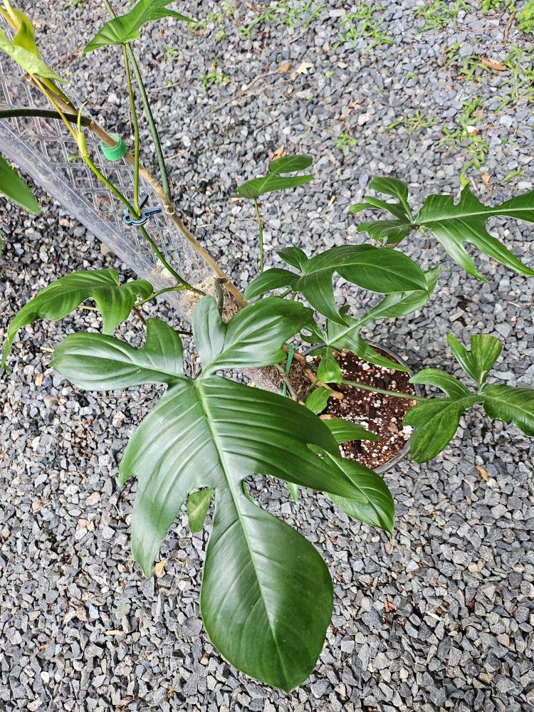 Florida Beauty Plant