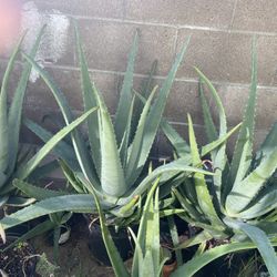 Aloe Vera