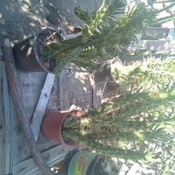 Cactus Grows A Red Flower  When It Blooms  3 Dollars  Each