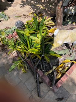 Free Plumeria Plants