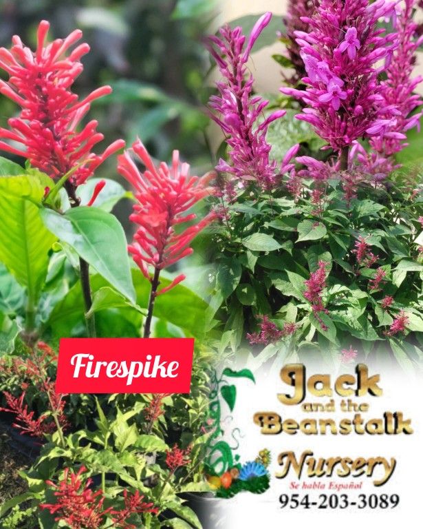 Firespike Bush Plant 🪴 3gal Plantas De Firespike