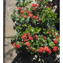 Ixoras Oranges 1gallon 2ft Tall 