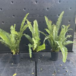 3 Boston Ferns Plants For $6