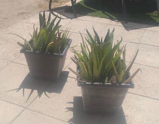 Octopus Agave/Aloe Vera