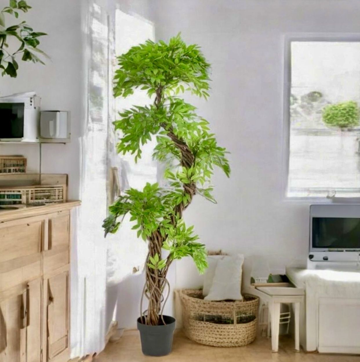 This Ad Up-Still Available-New-Beautiful Japanese 6FT Artificial Ficus Silk Plant/Tree🌴with Gray Plastic Nursery Pot