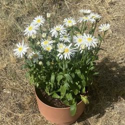 Large Healthy Daisy Plant In Decorator Plastic Pot With Saucer