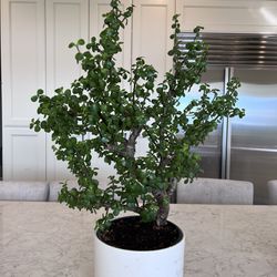 Beautiful Plant - Jade 