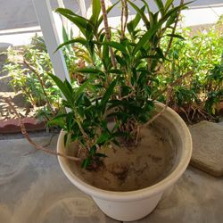 Tropical Plant And Ceramic Pot