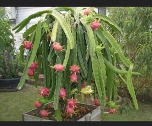 Dragon Fruit Cactus . Live Plant