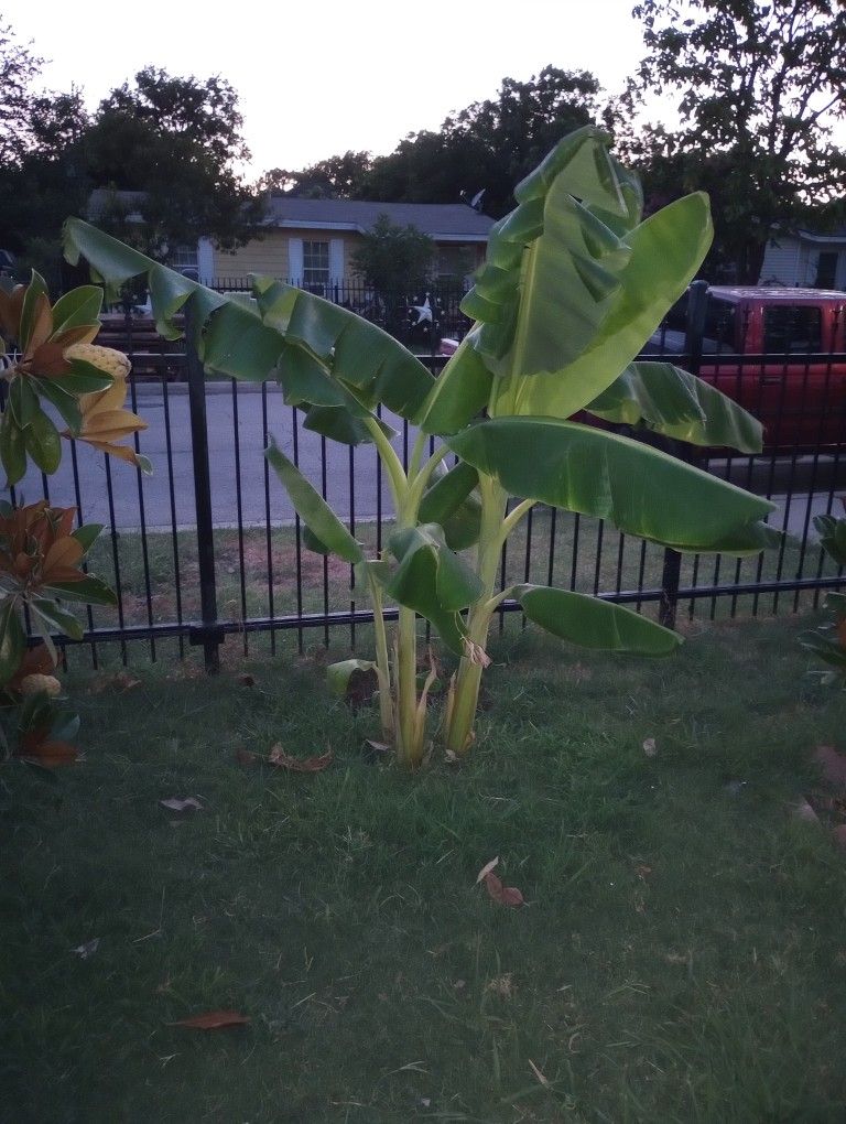 Banana trees for Sale in Fort Worth, TX OfferUp